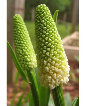 Chamaelirium lutea